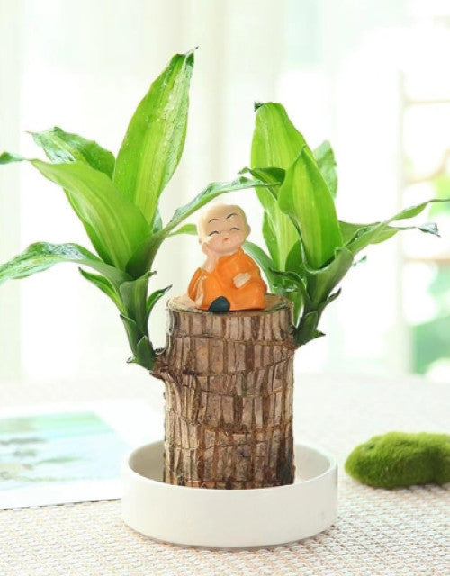 Brazil lucky wood plant indoor brazilian good luck plant ( Pack Of 2 )